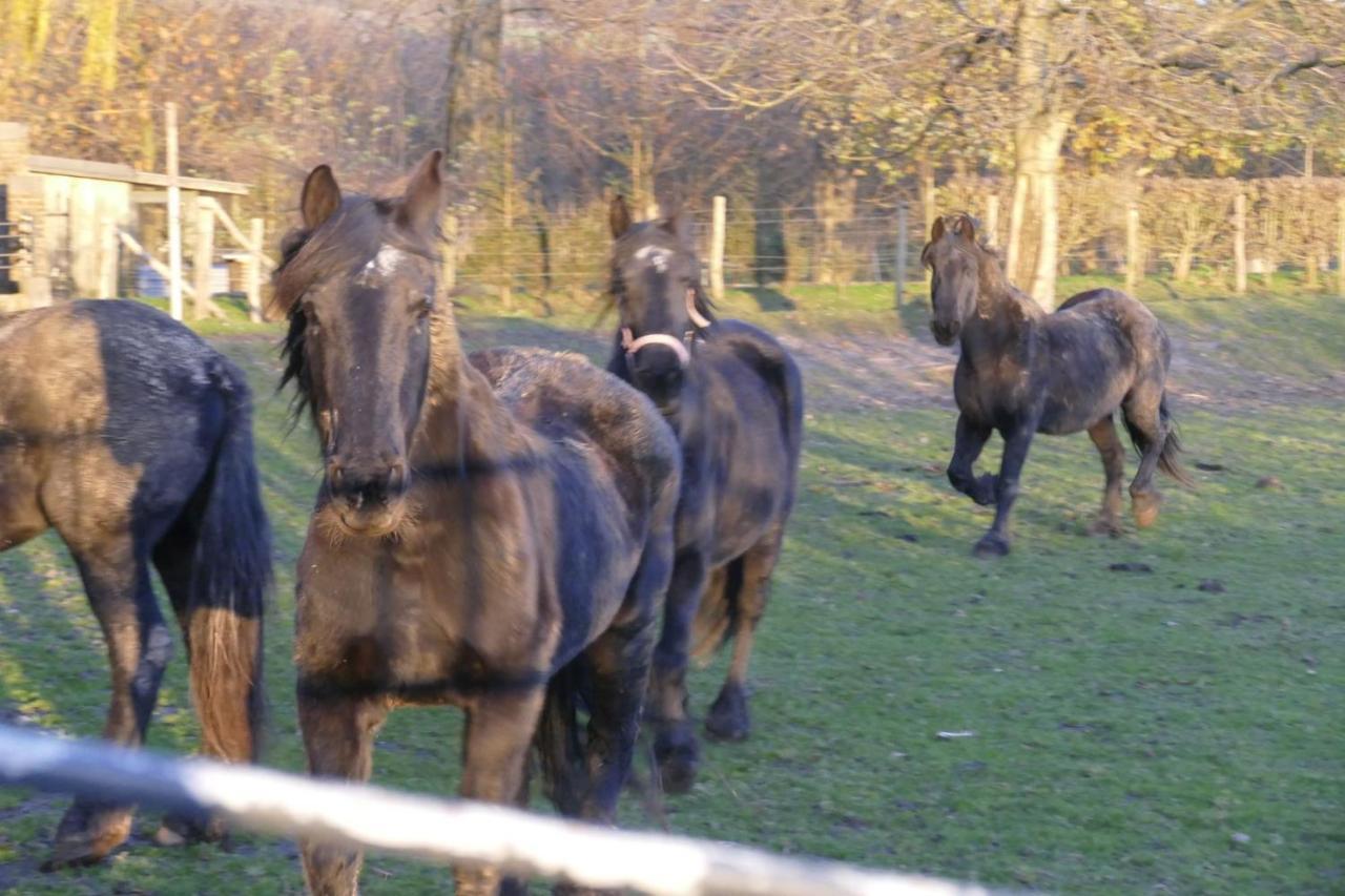 Meschermolen 1, Klein 4-persoons