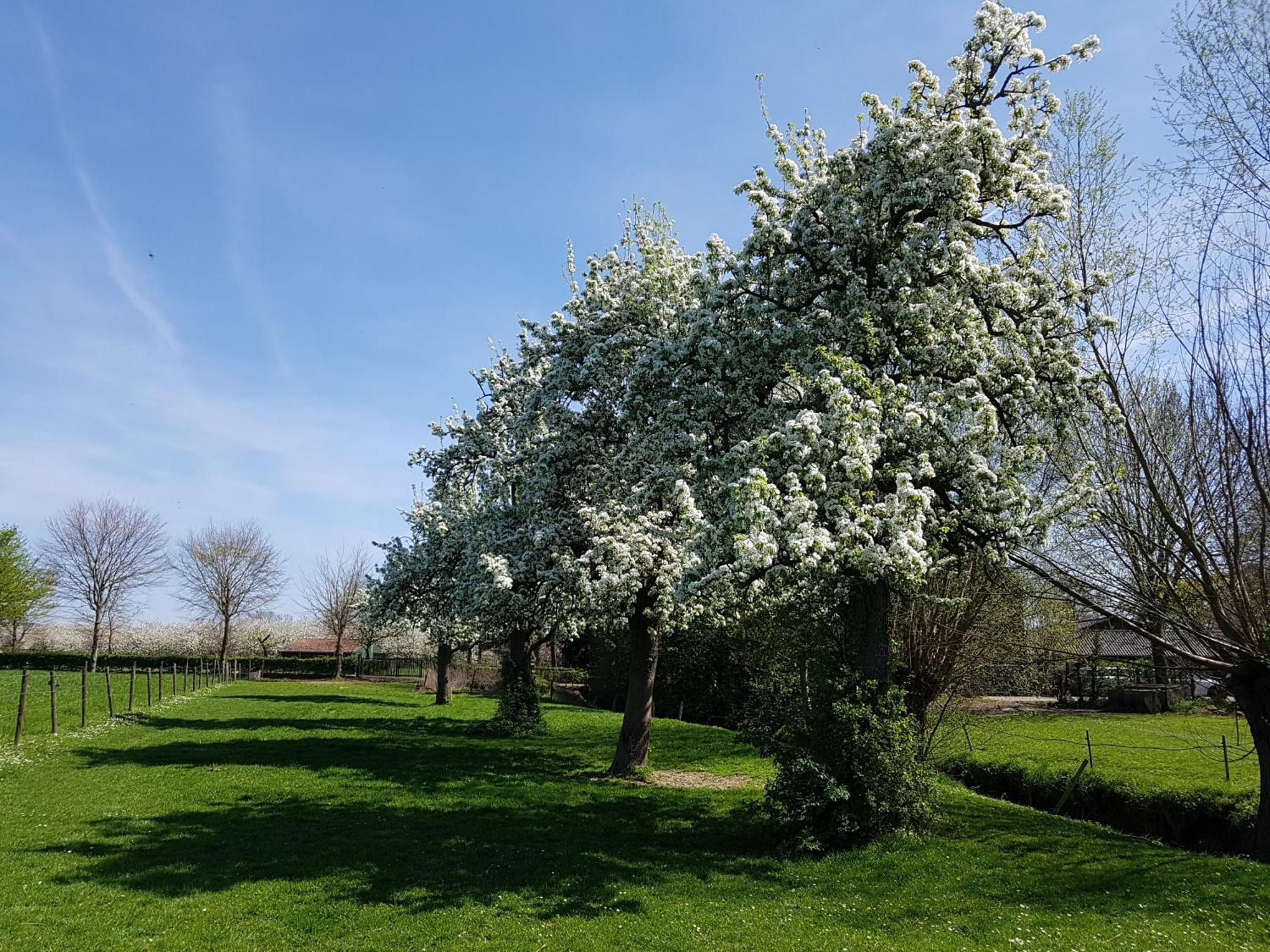 Meschermolen 1, Klein 4-persoons *